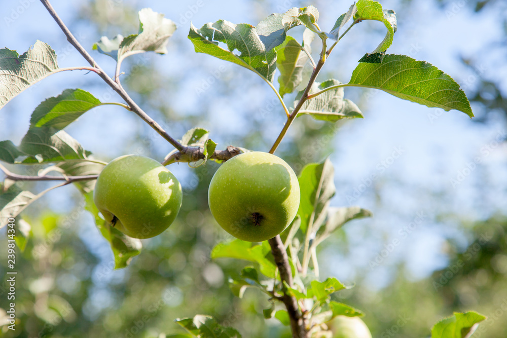 Shiny delicious apples hanging from tree branch in an apple orchard.. Shiny delicious apples hanging from tree branch in an apple orchard..