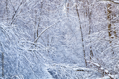 Beautiful winter snowy forest © blackguitar1