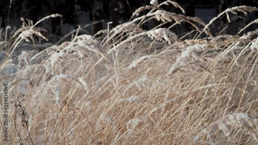 stalks grass and plants covered with snow and hoarfrost. winter landscape branches covered by snow stalks grass and plants covered with snow and hoarfrost. winter landscape branches covered by snow