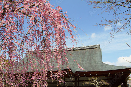 Scenery of spring garden at Tenryu ji temple photo