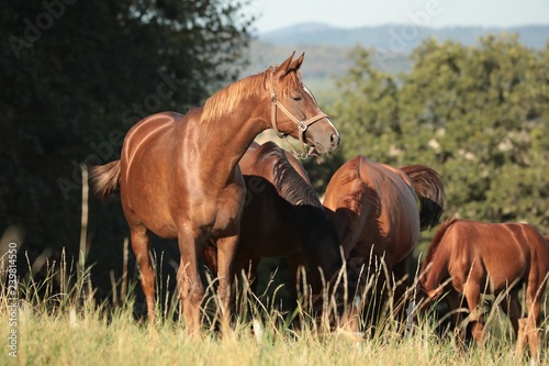 Fototapeta Naklejka Na Ścianę i Meble -  Mare in the pasture in the sunshine