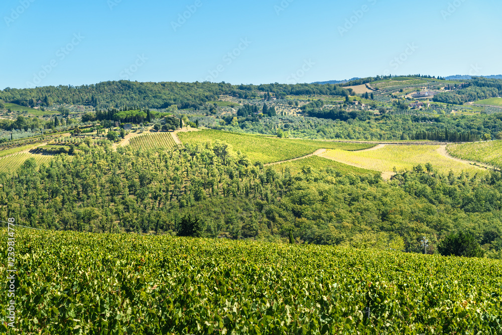 Vineyard in Passignano in Chianti region. Tuscany. Italy
