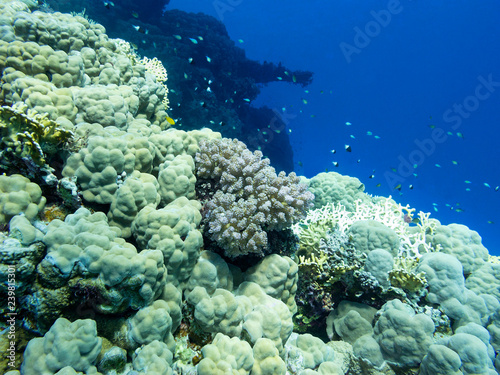 Colorful coral reef at the bottom of tropical sea, underwater landscape
