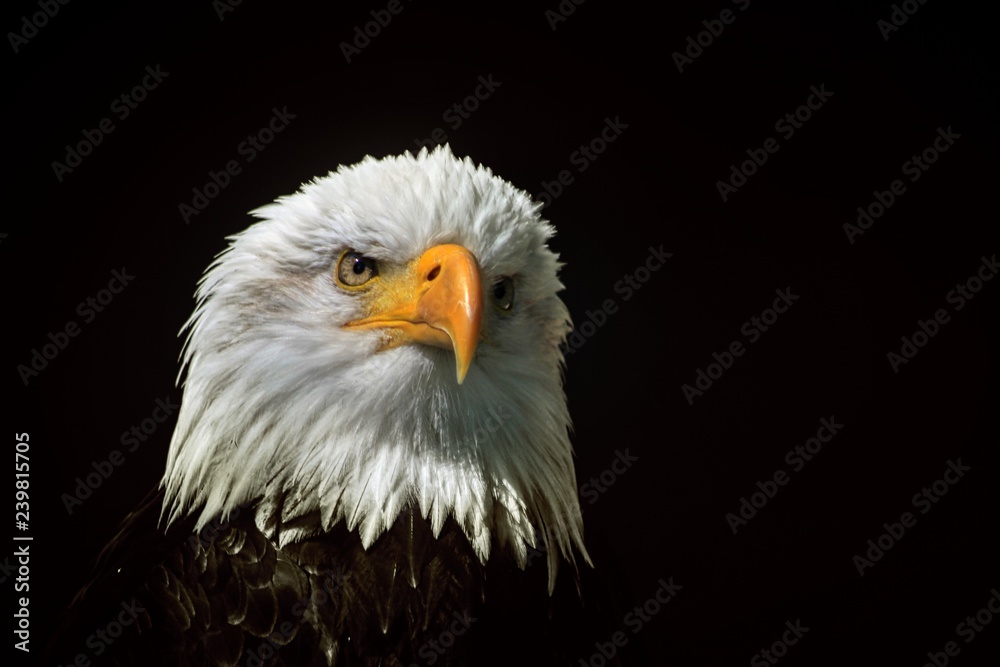 White-headed see eagle / heraldic bird of the United States of America White-headed see eagle / heraldic bird of the United States of America