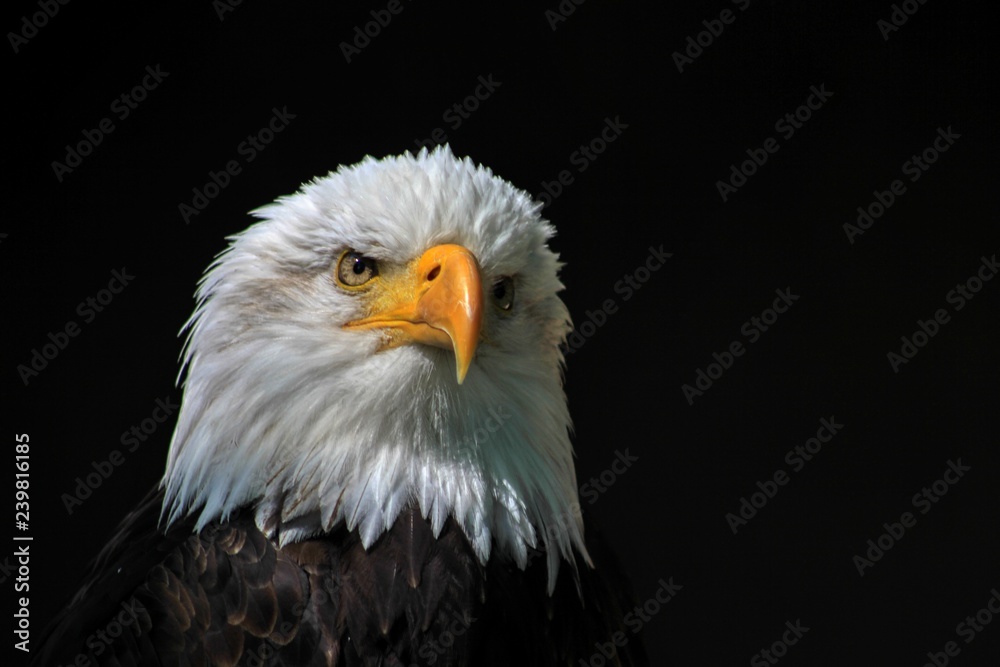 White-headed see eagle / heraldic bird of the United States of America White-headed see eagle / heraldic bird of the United States of America