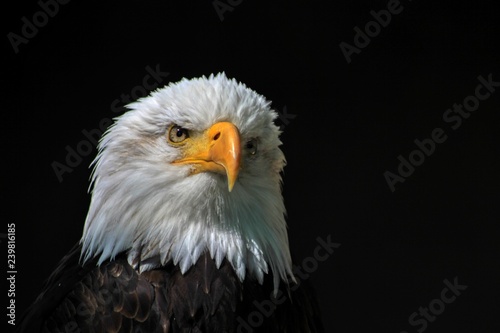 White-headed see eagle / heraldic bird of the United States of America 
