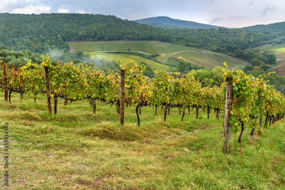 Fototapeta premium Vineyard in Chianti region in province of Siena. Tuscany. Italy
