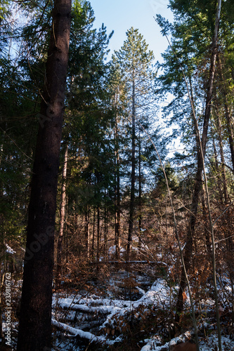 coniferous forest in winter