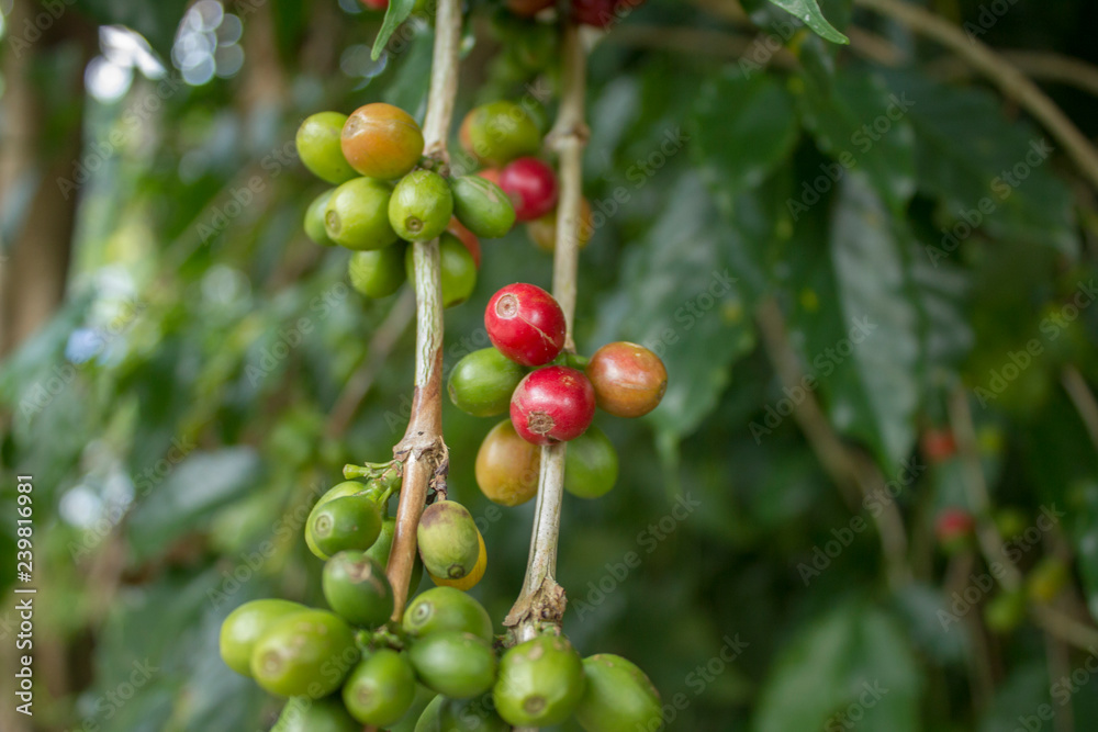 Blurred unripe green red coffee beans on a branch. fresh coffee berries