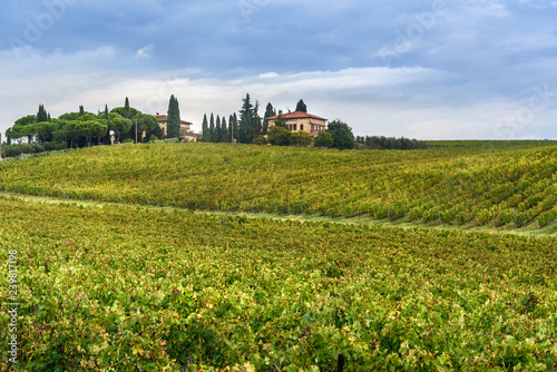 Landscape in Chianti region in province of Siena. Tuscany. Italy