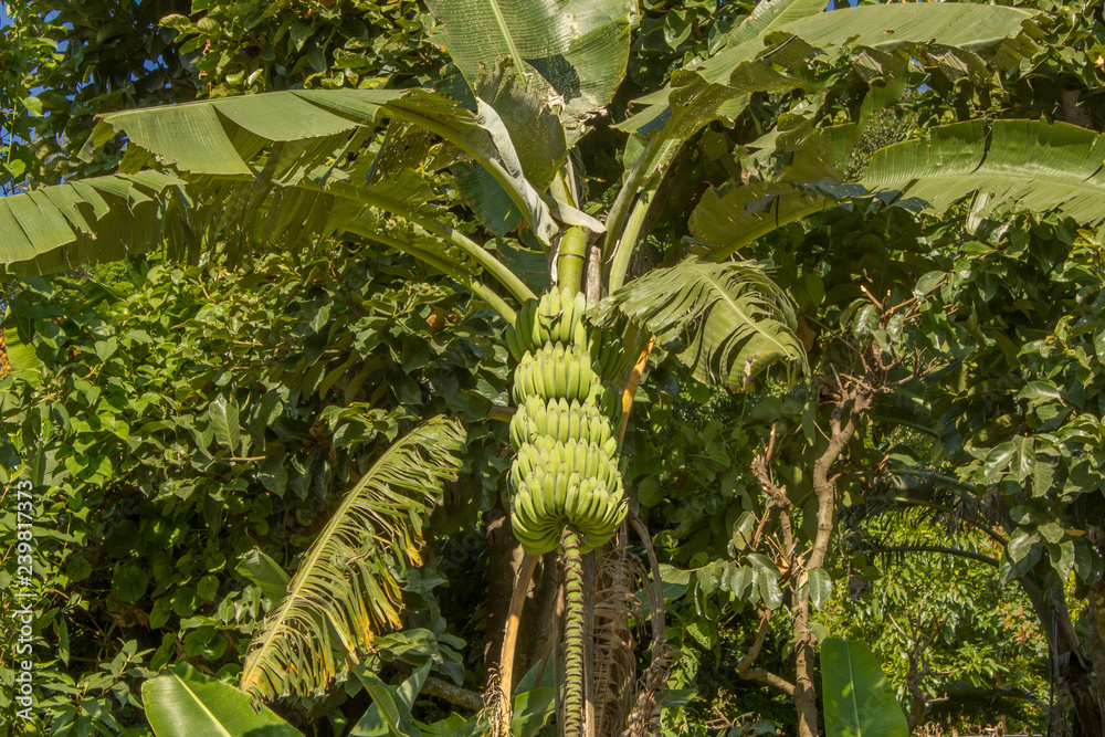 Fototapeta premium branch of green bananas on a palm tree in a dense forest