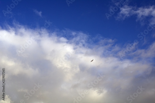 blue sky with clouds,bird,nature,white,air,day,flying,day,clear,weather,seagull