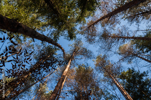 coniferous trees viewed from the bottom