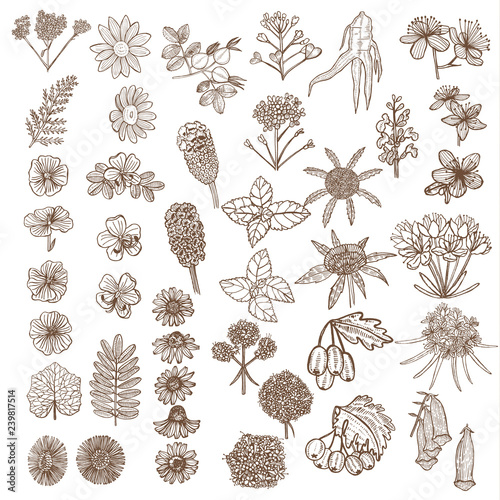 Set of Medicinal Plant Elements in Hand-Drawn Style