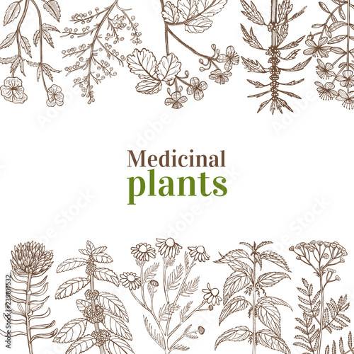 Template with Medicinal Plants in Hand-Drawn Style