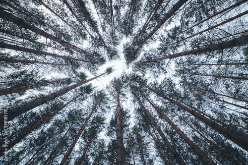 View of the tops of the pine trees in winter forest from the ground. Bottom View Wide Angle Background.