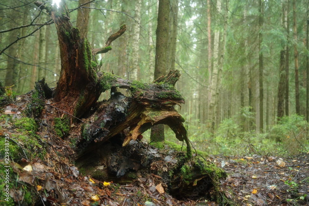 Photo torn tree roots, against the backdrop of the forest. Photo torn tree roots, against the backdrop of the forest.