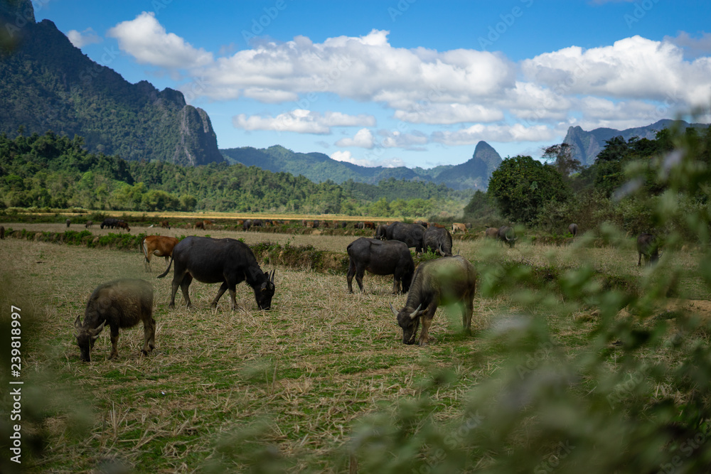 Fototapeta premium Water buffalos on the rice field with mountains behind.