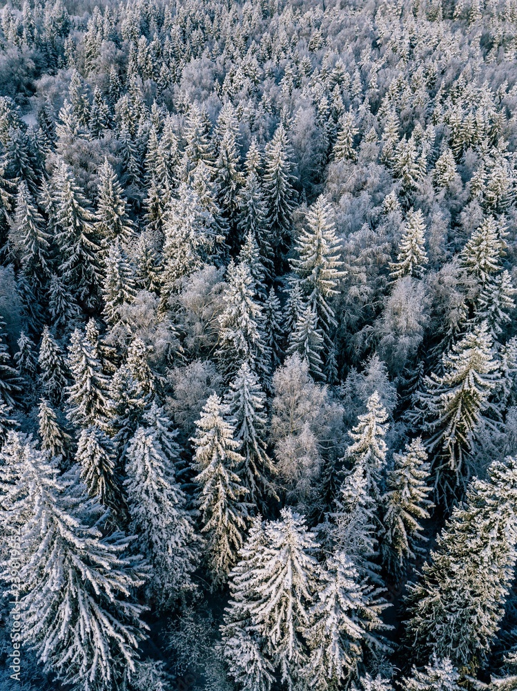 Aerial view of winter forest covered with snow, view from above. Aerial view of winter forest covered with snow, view from above.