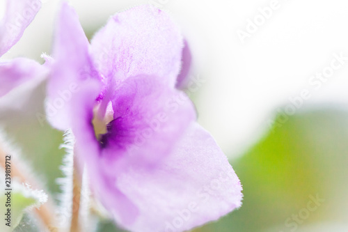 Nice lovely purple bloom violet. Gentle romantic beautiful flowers. The concept of love and tenderness. sensuality and grace. spring season. for design and decor. soft focus