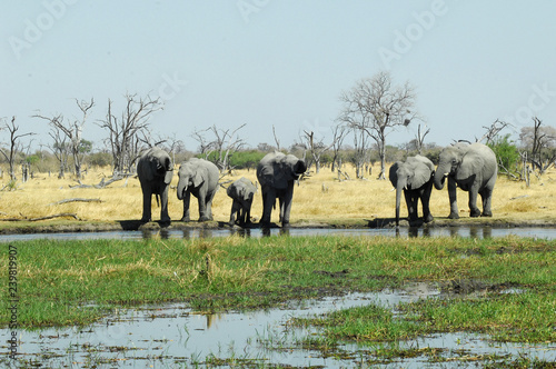 Photography elephants by the river