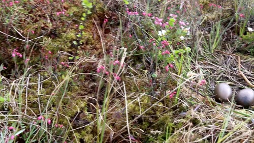 Birds nests guide. Nest of Red-throated Loon (Gavia stellata) on swampy lake. Nest at water's edge, surrounded by flowering bog rosemary. Camera wiring from tundra through bird's nest to water
 photo