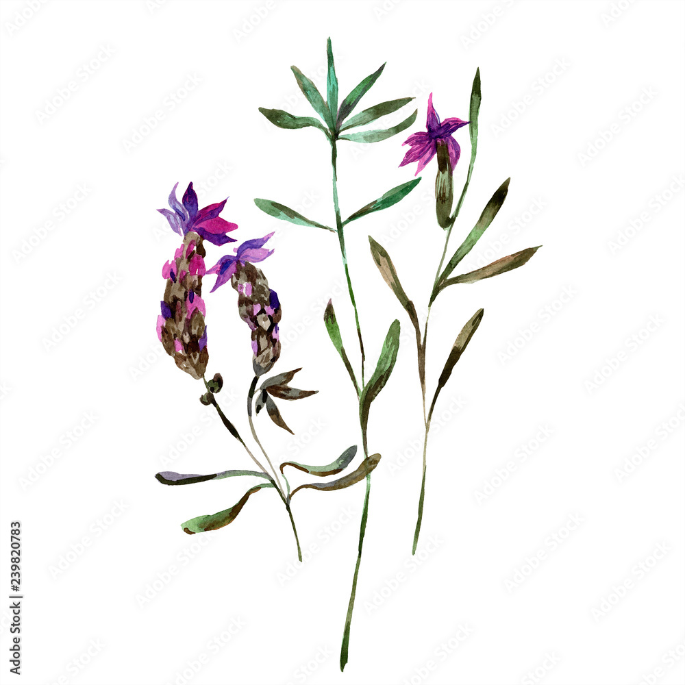 Obraz premium Purple lavender. Floral botanical flower. Watercolor background illustration set isolated.