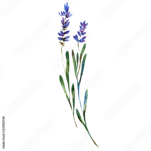 Purple lavender. Floral botanical flower. Watercolor background illustration set isolated.