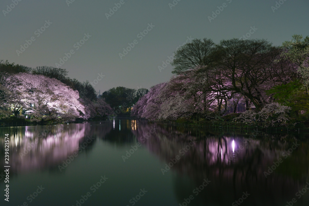 井の頭公園の桜