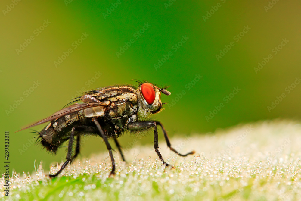 custom made wallpaper toronto digitaltachina fly on plant