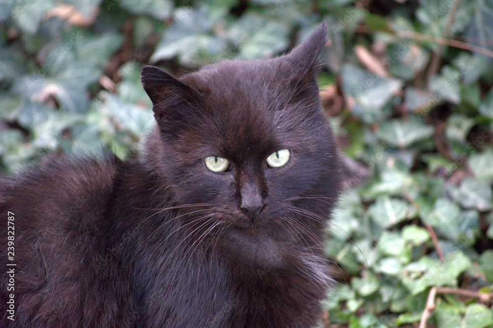 portrait of a cat