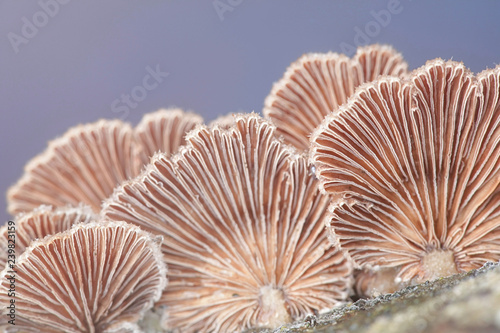Gillies, Split Gills or Split giil, Schizophyllum commune, is an important medicinal mushroom with antiviral properties photo