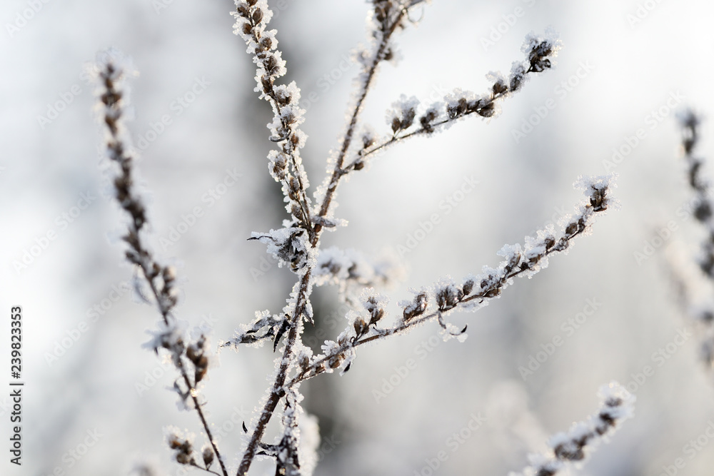 Dry grass covered with snow in the winter forest close up