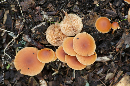 Tubaria furfuracea, commonly known as the scurfy twigle photo