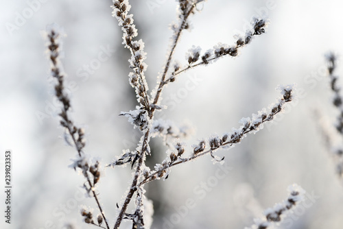 Dry grass covered with snow in the winter forest close up © Talulla