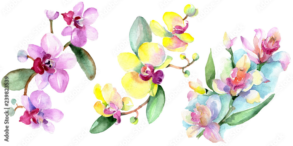 Orchid Floral botanical flower. Wild spring leaf wildflower isolated. Isolated orchid illustration element.