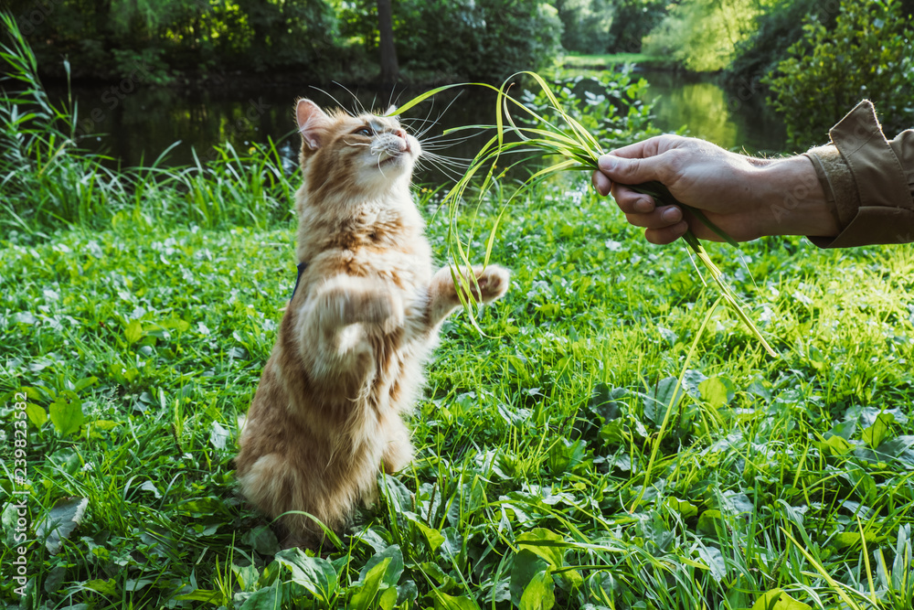 A red cat is eating grass in the park A red cat is eating grass in the park