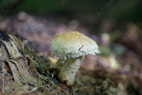 Scalycap mushroom, Pholiota populnea photo