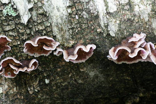 Silverleaf fungus, Chondrostereum purpureum photo