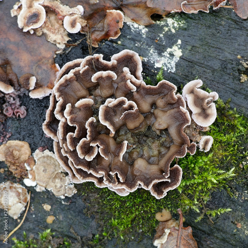 Silverleaf fungus, Chondrostereum purpureum photo