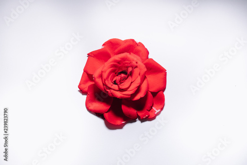 Red rose on white background, isolated