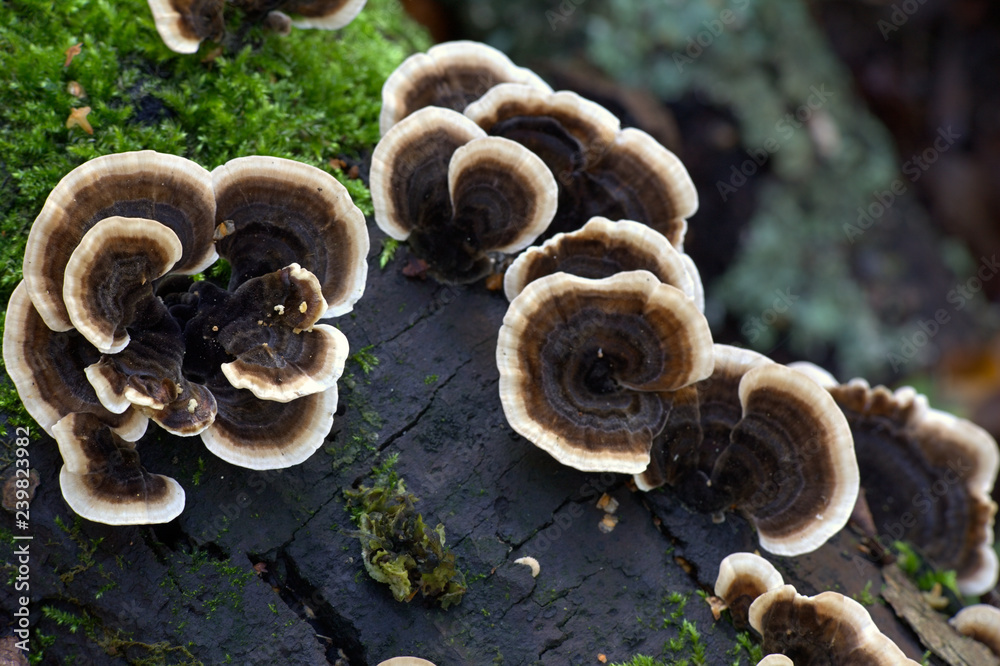 Trametes versicolor, commonly called the Turkey Tail Trametes versicolor, commonly called the Turkey Tail