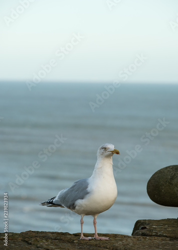 seagull on seaview