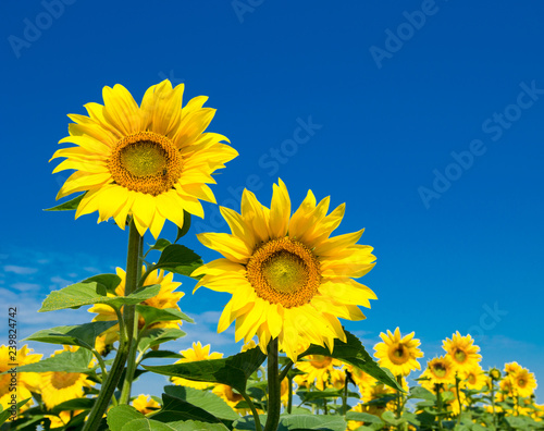 Fototapeta Naklejka Na Ścianę i Meble -  Sunflower field with cloudy blue sky