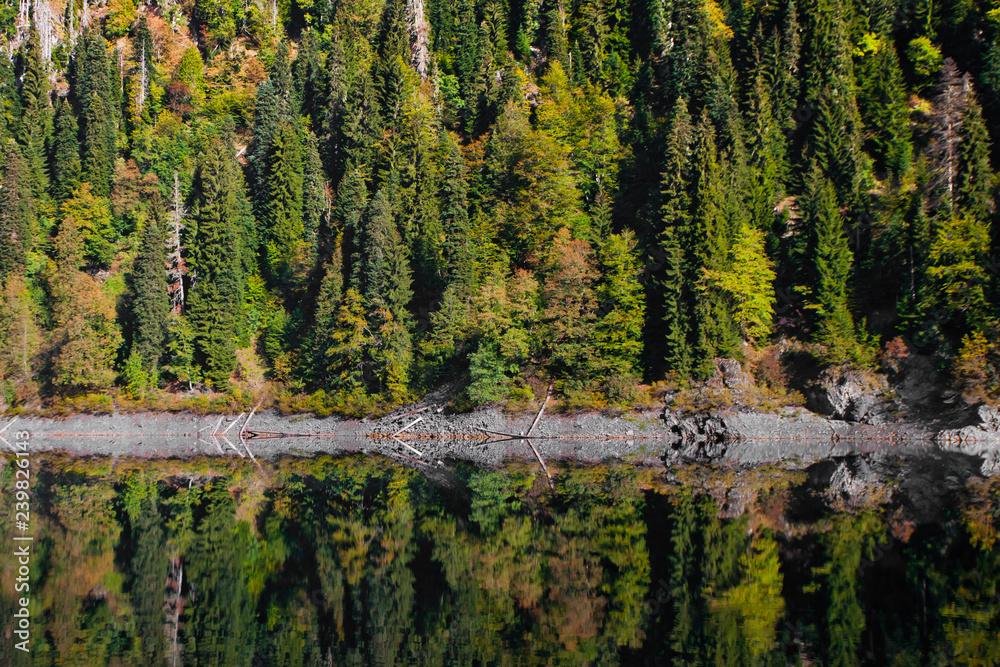 Green spruce trees are reflected in the clear water of a mountain lake.