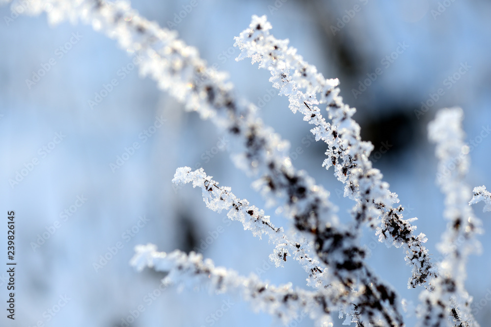 Dry grass covered with snow in the winter forest close up