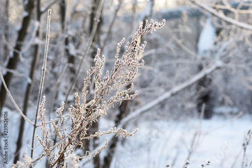 Dry grass covered with snow in the winter forest close up © Talulla
