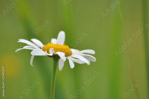 white flower