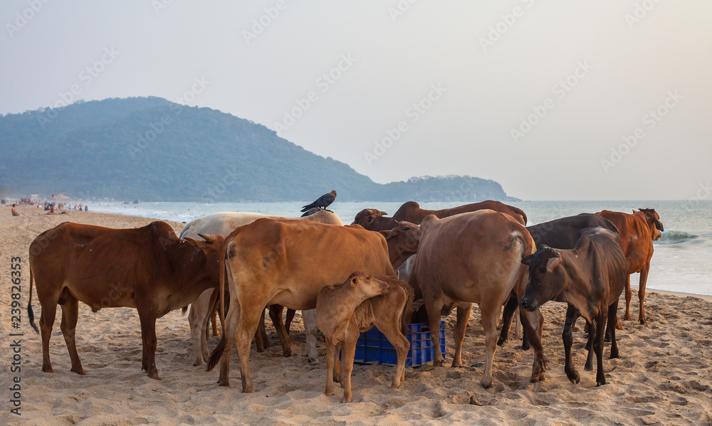 Obraz premium Cows feeding on Agonda Beach.South Goa.India.29-01-2018.