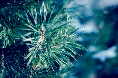 Coniferous evergreen pine branches closeup in winter forest toned image